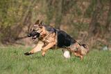 BERGER ALLEMAND 1297